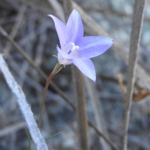 Wahlenbergia capillaris at Fadden, ACT - 24 Apr 2016 08:56 AM