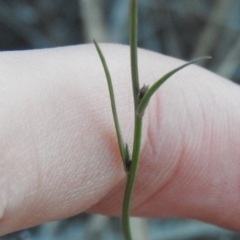 Wahlenbergia capillaris at Fadden, ACT - 24 Apr 2016 08:56 AM