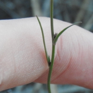 Wahlenbergia capillaris at Fadden, ACT - 24 Apr 2016 08:56 AM