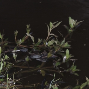 Alternanthera philoxeroides at Monash, ACT - 11 Apr 2016 07:27 PM