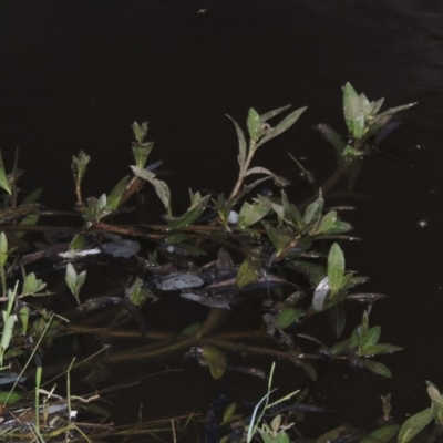 Alternanthera philoxeroides (Alligator Weed) at Isabella Pond - 11 Apr 2016 by michaelb