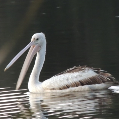 Pelecanus conspicillatus (Australian Pelican) at Tuggeranong Creek to Monash Grassland - 11 Apr 2016 by michaelb