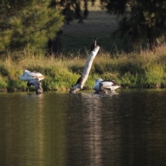 Pelecanus conspicillatus at Monash, ACT - 11 Apr 2016 07:22 PM