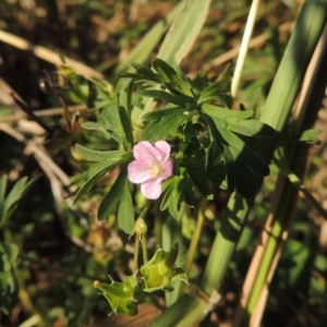 Geranium retrorsum at Monash, ACT - 11 Apr 2016