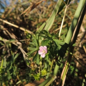 Geranium retrorsum at Monash, ACT - 11 Apr 2016