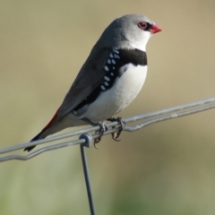 Stagonopleura guttata (Diamond Firetail) at Jerrabomberra Grassland - 26 Mar 2016 by roymcd