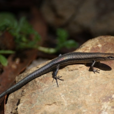 Lampropholis guichenoti (Common Garden Skink) at Tennent, ACT - 20 Feb 2016 by roymcd