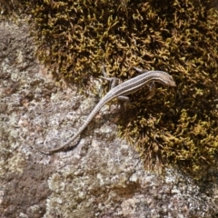 Pseudemoia spenceri (Spencer's Skink) at Namadgi National Park - 20 Feb 2016 by roymcd