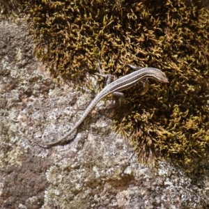 Pseudemoia spenceri at Tennent, ACT - 20 Feb 2016