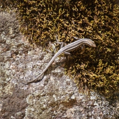Pseudemoia spenceri (Spencer's Skink) at Namadgi National Park - 20 Feb 2016 by roymcd