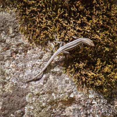 Pseudemoia spenceri (Spencer's Skink) at Tennent, ACT - 20 Feb 2016 by roymcd