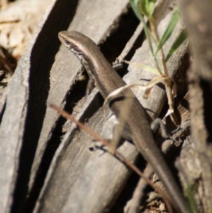 Pseudemoia entrecasteauxii at Tennent, ACT - 20 Feb 2016