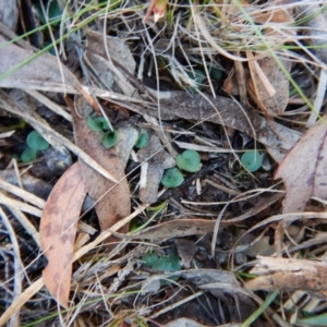 Corysanthes hispida at Canberra Central, ACT - 6 May 2016