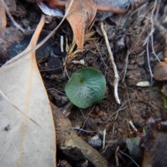 Corysanthes hispida at Canberra Central, ACT - 6 May 2016