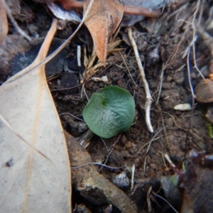 Corysanthes hispida at Canberra Central, ACT - 6 May 2016