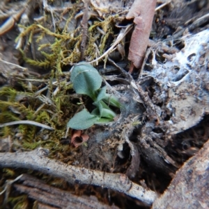 Diplodium ampliatum at Aranda, ACT - 4 May 2016