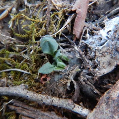 Diplodium ampliatum (Large Autumn Greenhood) at Aranda Bushland - 4 May 2016 by CathB