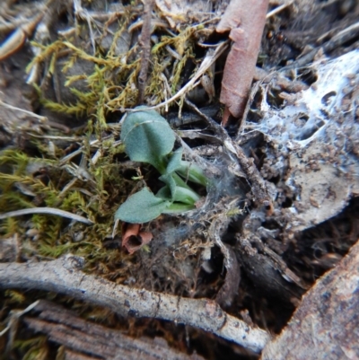 Diplodium ampliatum (Large Autumn Greenhood) at Aranda, ACT - 4 May 2016 by CathB