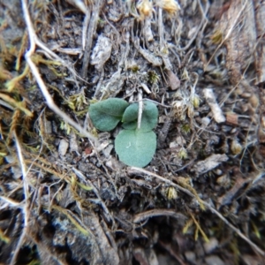 Diplodium ampliatum at Aranda, ACT - 4 May 2016