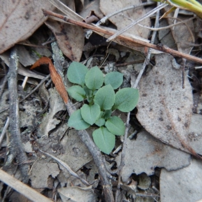 Speculantha rubescens (Blushing Tiny Greenhood) at Aranda Bushland - 4 May 2016 by CathB