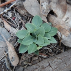 Speculantha rubescens at Belconnen, ACT - suppressed