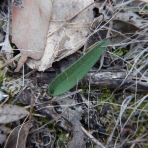 Glossodia major at Belconnen, ACT - 4 May 2016