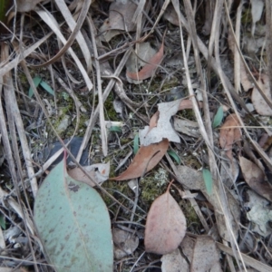 Glossodia major at Belconnen, ACT - suppressed