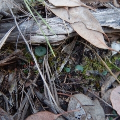 Corysanthes hispida (Bristly Helmet Orchid) at Aranda Bushland - 4 May 2016 by CathB