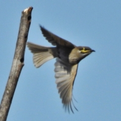 Caligavis chrysops (Yellow-faced Honeyeater) at Belconnen, ACT - 2 May 2016 by JohnBundock