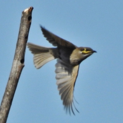 Caligavis chrysops (Yellow-faced Honeyeater) at Belconnen, ACT - 3 May 2016 by JohnBundock