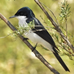 Myiagra inquieta (Restless Flycatcher) at Tidbinbilla Nature Reserve - 6 May 2016 by JohnBundock