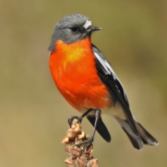 Petroica phoenicea (Flame Robin) at Tidbinbilla Nature Reserve - 6 May 2016 by JohnBundock