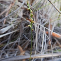 Corunastylis clivicola (Rufous midge orchid) at Aranda, ACT - 7 May 2016 by CathB