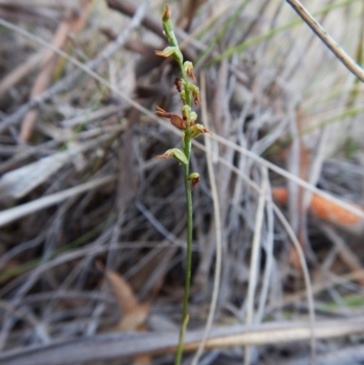 Corunastylis clivicola (Rufous midge orchid) at Point 4157 - 7 May 2016 by CathB