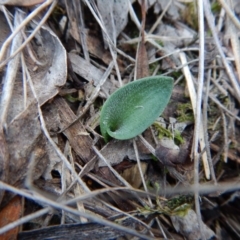 Eriochilus cucullatus (Parson's Bands) at Aranda Bushland - 7 May 2016 by CathB