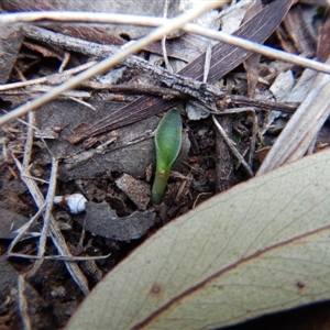 Eriochilus cucullatus at Point 4157 - 7 May 2016