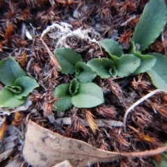 Pterostylis nutans (Nodding Greenhood) at Aranda, ACT - 7 May 2016 by CathB