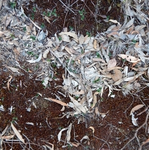 Pterostylis nutans at Point 4081 - suppressed