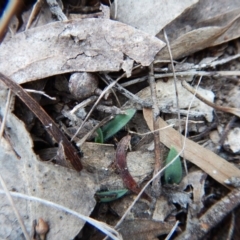 Glossodia major (Wax Lip Orchid) at Aranda, ACT - 7 May 2016 by CathB