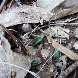 Glossodia major at Point 4157 - 7 May 2016