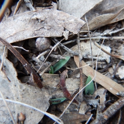 Glossodia major (Wax Lip Orchid) at Aranda Bushland - 7 May 2016 by CathB