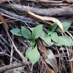 Speculantha rubescens at Aranda, ACT - 7 May 2016