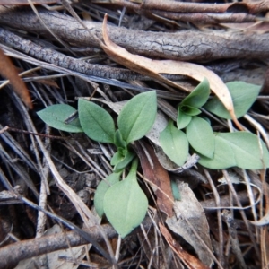 Speculantha rubescens at Aranda, ACT - suppressed