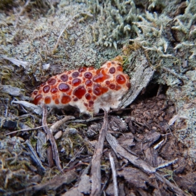 Oligoporus at Aranda Bushland - 7 May 2016 by CathB