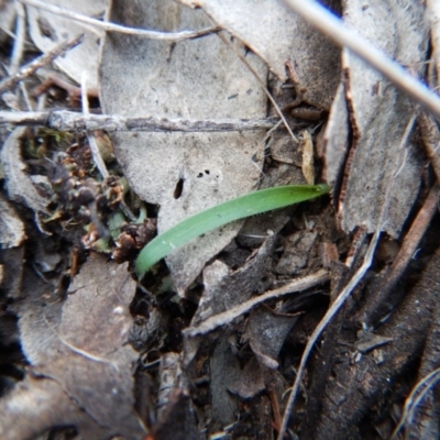 Cyanicula caerulea (Blue Fingers, Blue Fairies) at Aranda Bushland - 7 May 2016 by CathB