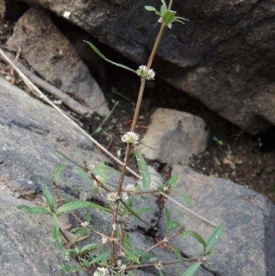 Alternanthera denticulata (Lesser Joyweed) at Paddys River, ACT - 2 Feb 2016 by michaelb