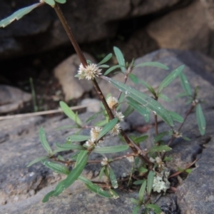 Alternanthera denticulata at Paddys River, ACT - 2 Feb 2016 07:47 PM