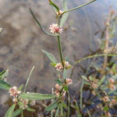 Alternanthera denticulata at Paddys River, ACT - 2 Feb 2016