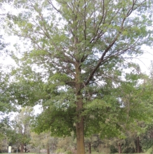 Quercus palustris at Gordon, ACT - 2 Feb 2016 07:20 PM