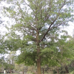 Quercus palustris at Gordon, ACT - 2 Feb 2016